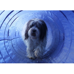 Agillity Tunnel 5 mtr