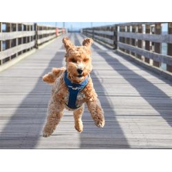 Dog Copenhagen comfort Pro sele bl 