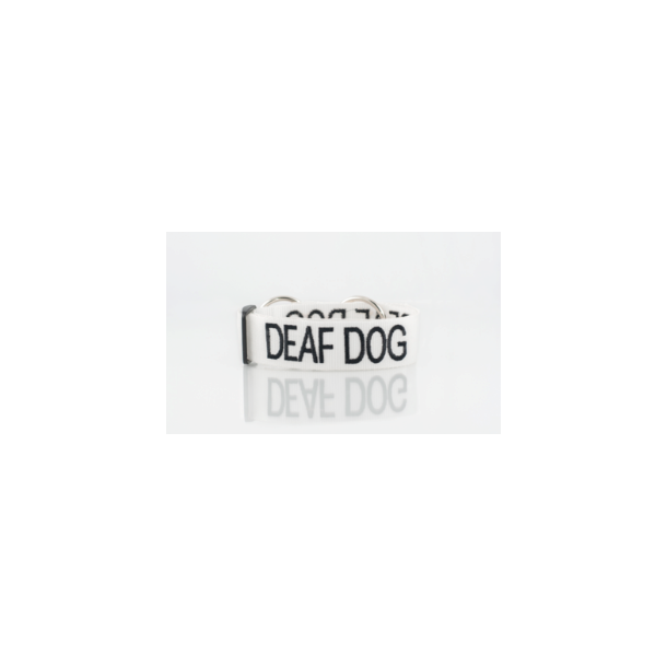 Deaf Dog 